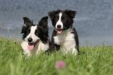 BORDER COLLIE 723